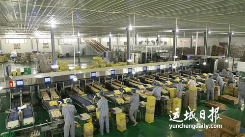 實施鄉(xiāng)村振興的新支撐 我市加快推進(jìn)農(nóng)產(chǎn)品精深加工產(chǎn)業(yè)高質(zhì)量發(fā)展